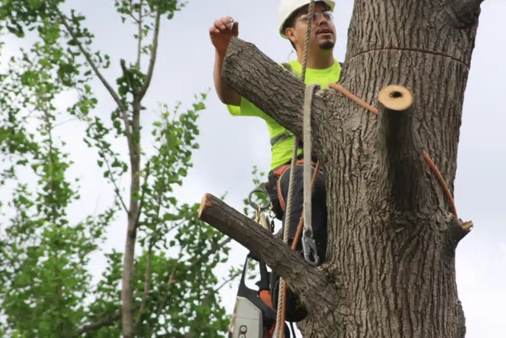 Tree Removal Service