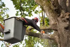 tree pruning/trimming