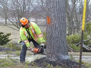 Hoa Approval to Remove a Tree