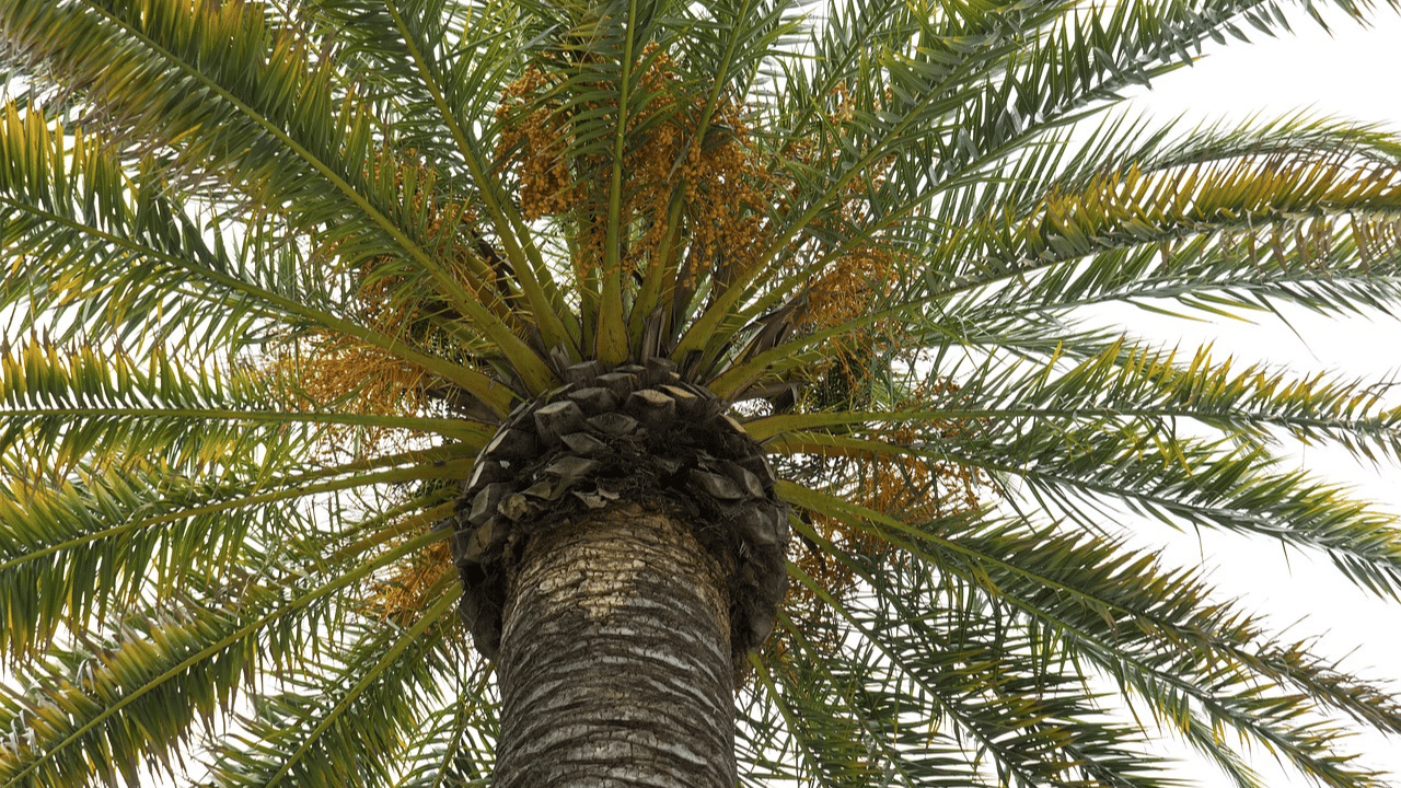 How to remove a palm tree?