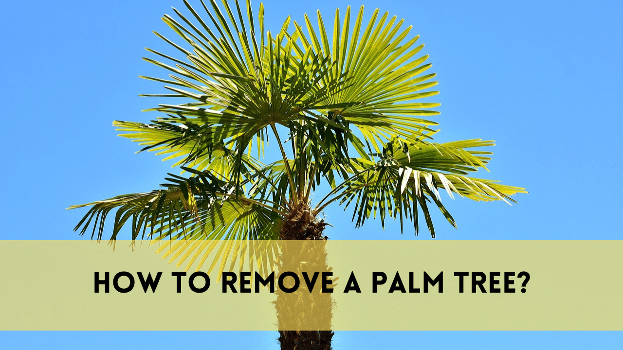 How to remove a palm tree?