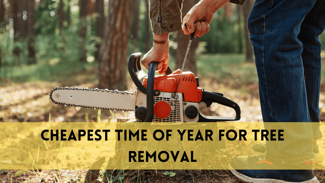 cheapest time of year for tree removal