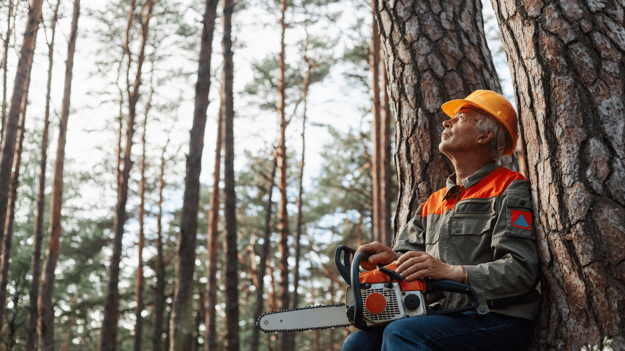cheapest time of year for tree removal