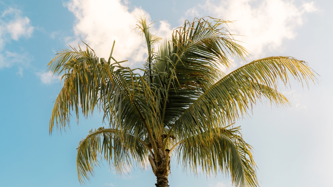 palm leaves turning yellow