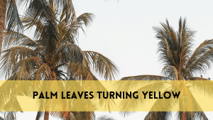 palm leaves turning yellow
