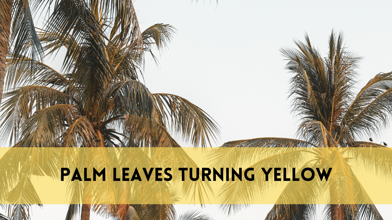 palm leaves turning yellow