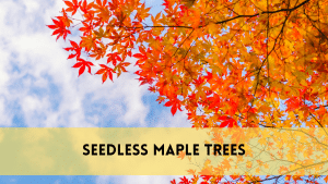 seedless maple trees